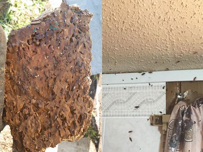 Pest Control Brisbane