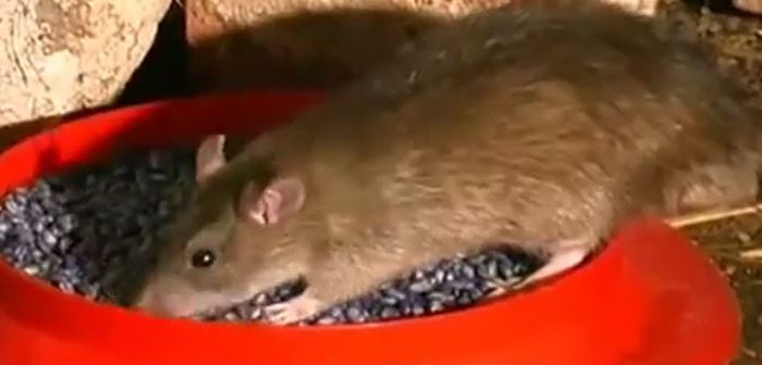 Pest Control Brisbane