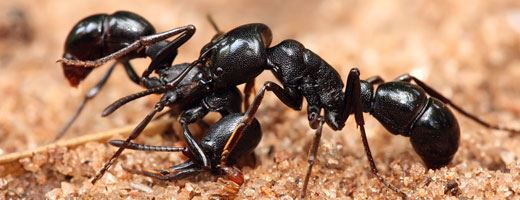 Ants Control Services