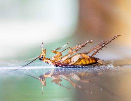 Cockroach Pest Control Adelaide