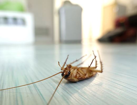 Cockroach Pest Control Brisbane