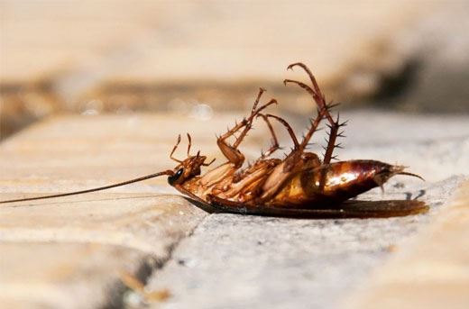 Cockroach Pest Control Services