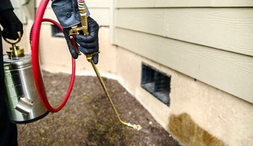 Pest Control Adelaide