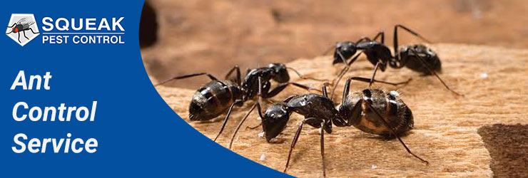 Ant Control Service