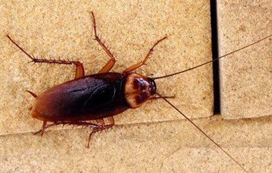 Cockroach Control Service