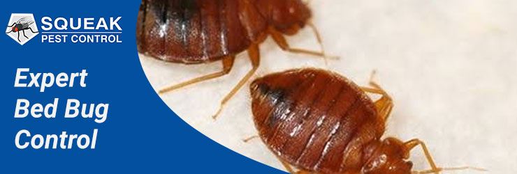 Expert Bed Bug Control
