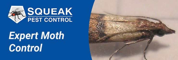 Expert Moth Control Service
