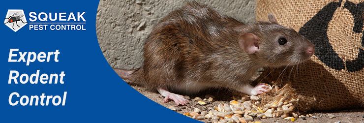 Expert Rodent Control