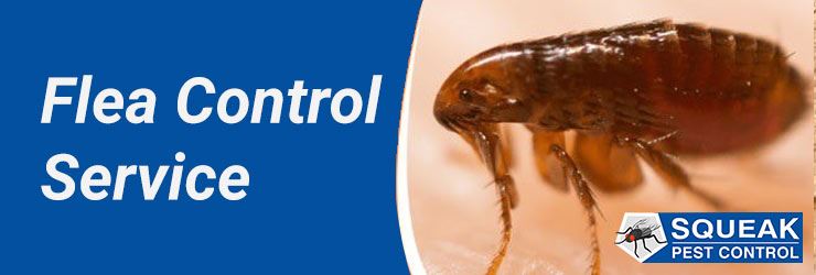 Flea Control