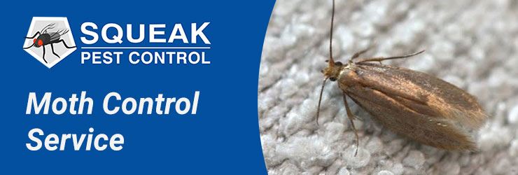 Moth Control Service