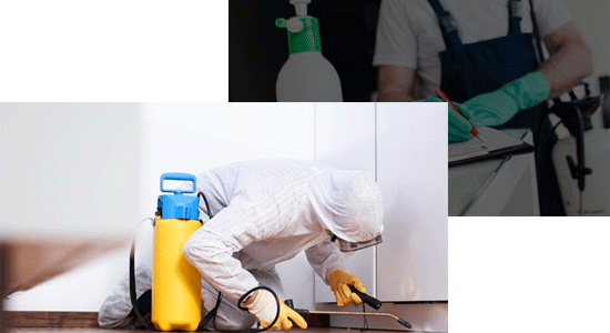 Pest Control Hobart