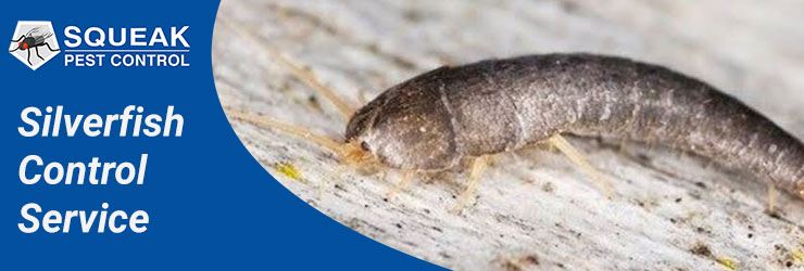 Silverfish Control Service
