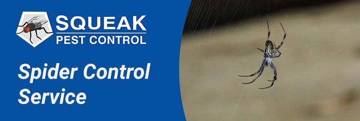 Spider Control Service