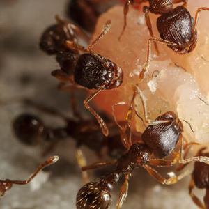 Ant Control Service