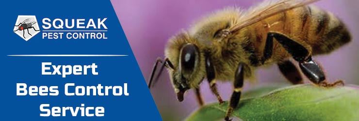 Bees Control Canberra