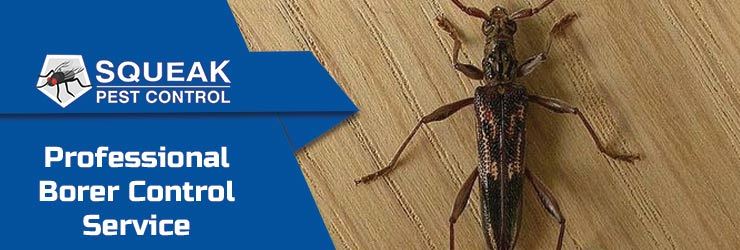 Borer Control Service