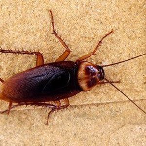 Cockroach Control