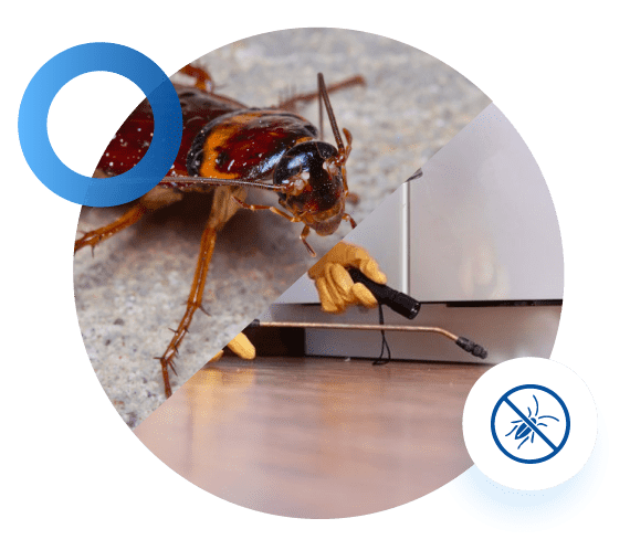 Best Pest Control Melbourne