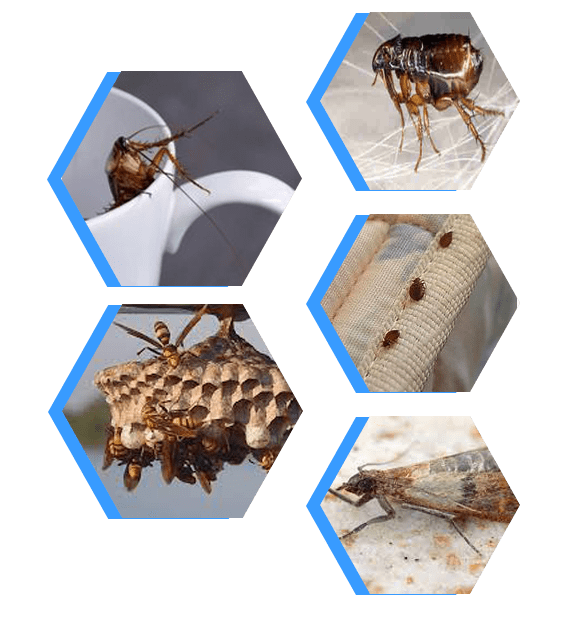 Moth Control Melbourne