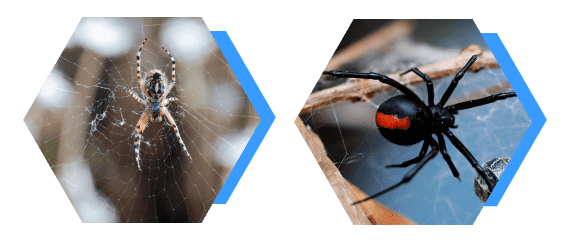 Spider Pest Control in Melbourne